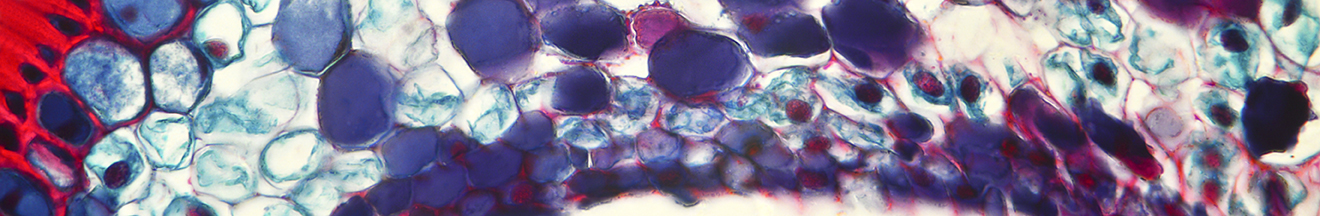 Multiple colors of cells
